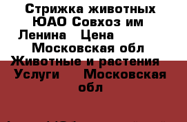 Стрижка животных ЮАО Совхоз им. Ленина › Цена ­ 1 500 - Московская обл. Животные и растения » Услуги   . Московская обл.